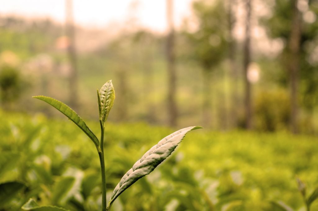 sin fertilizantes sinteticos semper tea