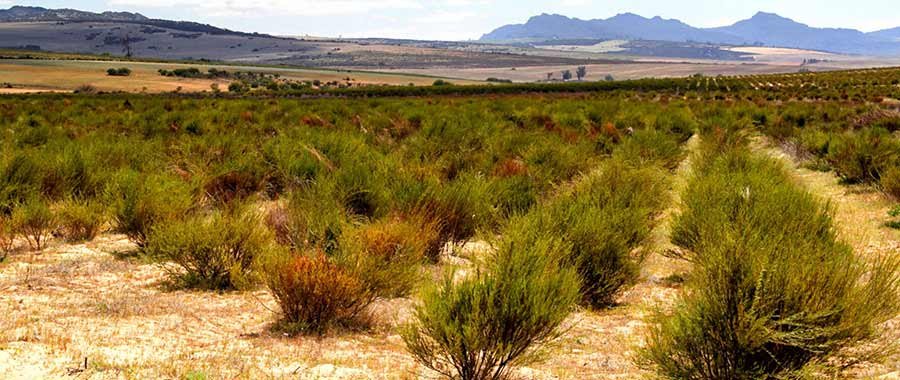 cultivo te rooibos ecologico rooibos que es semper tea