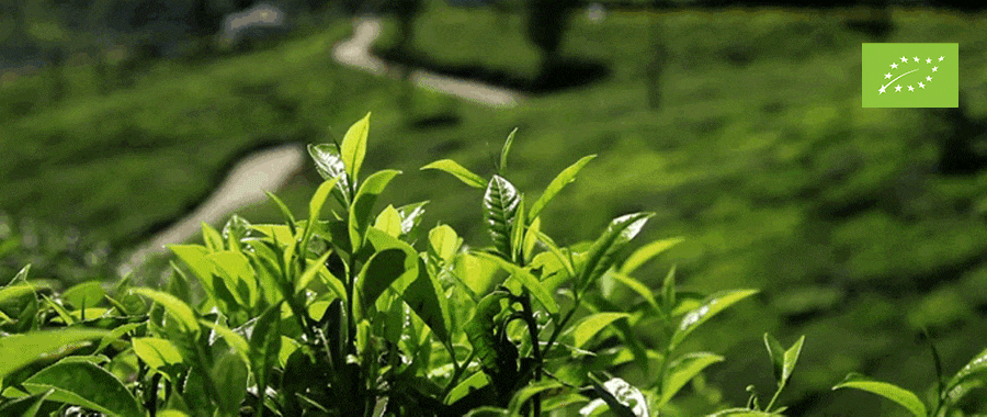 que es la ecologia semper tea