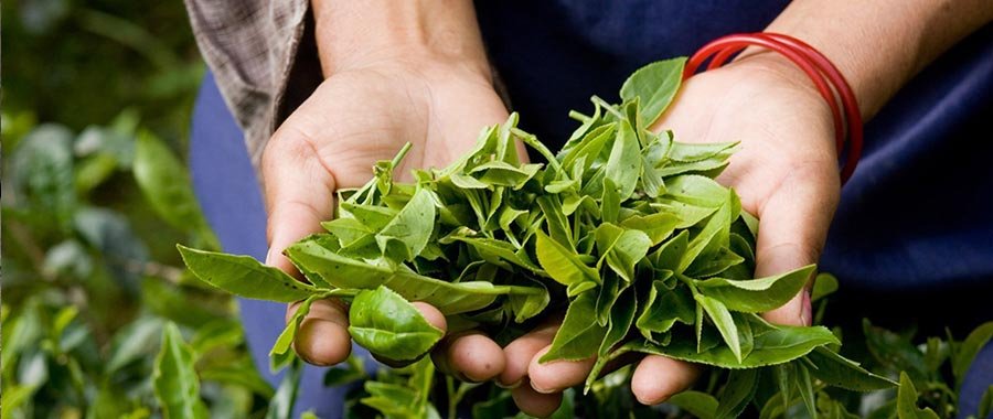 Los beneficios de tomar té ecológico semper tea
