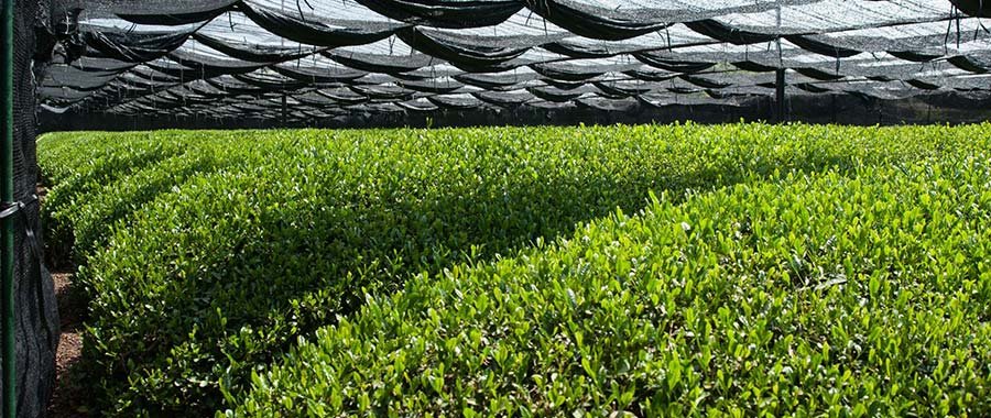 organic matcha plantation semper tea