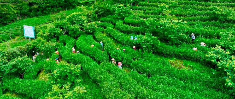 Paisaje de montañas de Anxi, provincia de Fujian, China