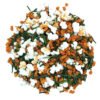 Genmaicha orgánico japonés a granel
