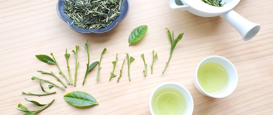 ichibancha und nibancha kukicha semper tea