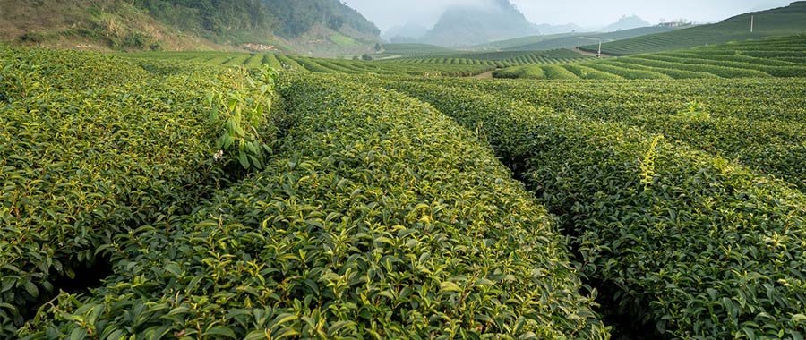 ichibancha and nibancha kukicha semper tea